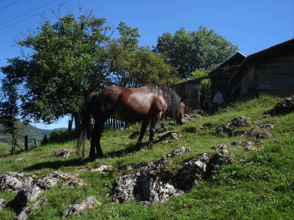 Holiday Park Zelenkovac Podrasnica ภายนอก รูปภาพ